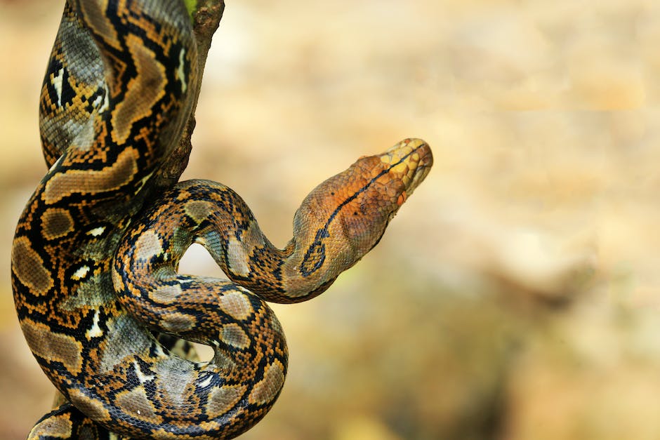 Desvendando O Mist Rio Sonhar Cobra Amarela E Preta