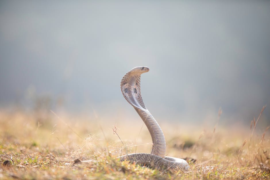 Sonhar Cobra Coral Pequena O Que Significa