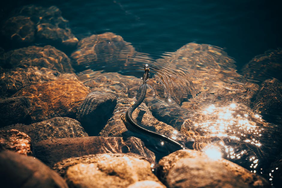 Desvendando Os Segredos De Sonhar Cobra No Mar