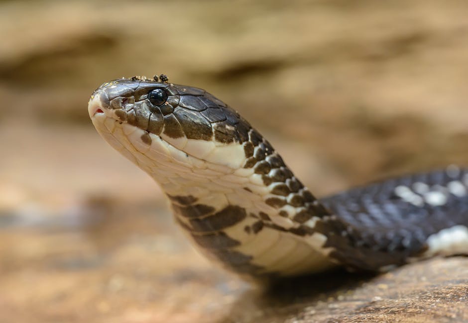 Sonhar Com 2 Cobras Qual é O Significado Desse Sonho 0352