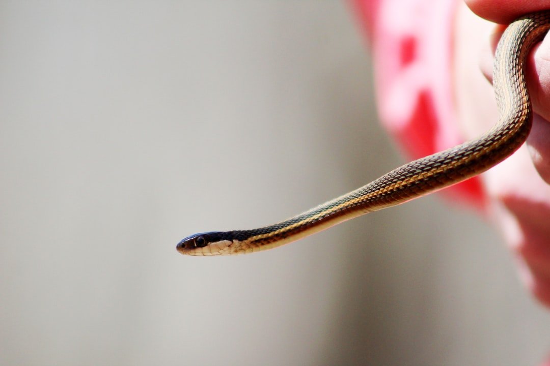 O Que Significa Sonhar Com Cobra Branca E Vermelha 8976