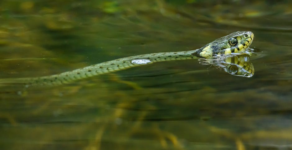 Descubra O Significado De Sonhar Com Cobra Branca Picando 8354