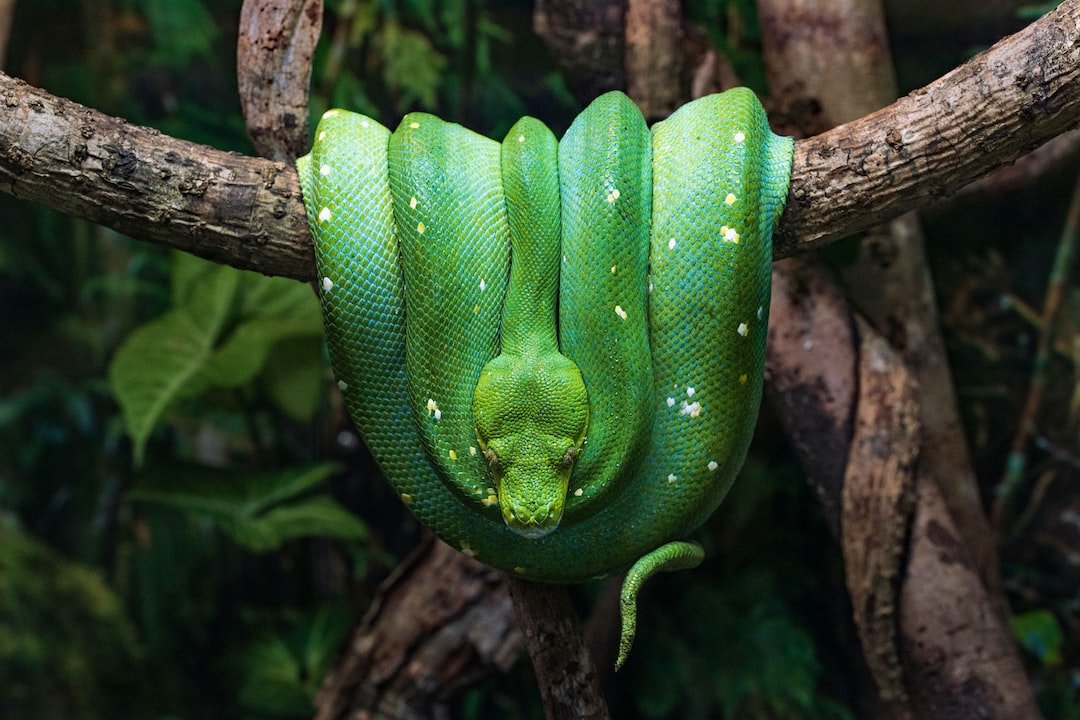 Descubra O Significado De Sonhar Com Cobra Perseguindo Alguém 6452