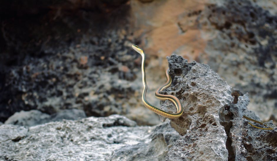 Descubra O Significado De Sonhar Com Cobra Cortada Ao Meio 1646