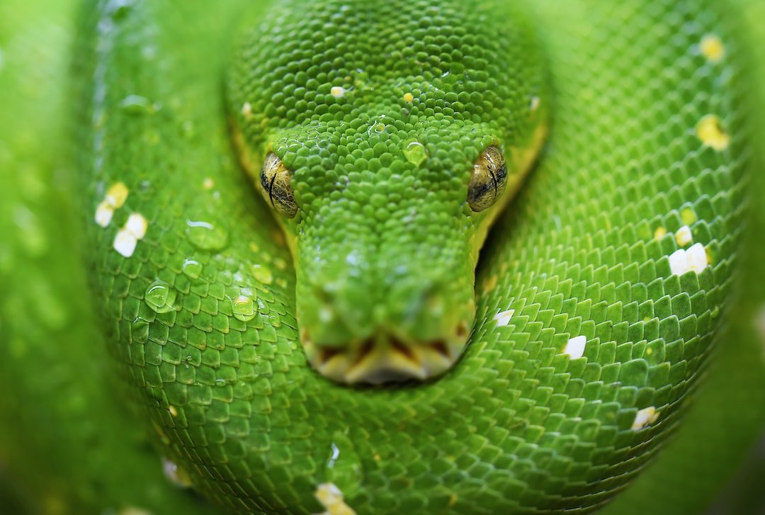 Desvendando O Mistério Sonhar Com Cobra De 2 Cabeças 2197