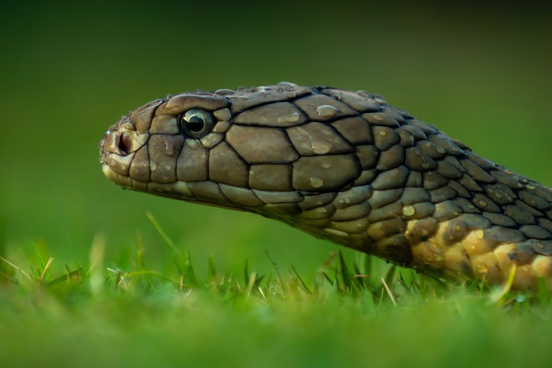 Significado De Sonhar Com Cobra E Cachorro Juntos 9654