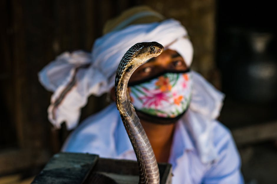 O Significado De Sonhar Com Cobra Grande Na água 0202