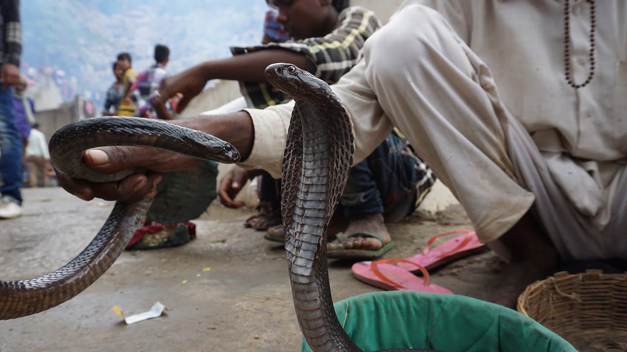 Sonhar Com Cobra Mordendo Interpretações E Significados únicos 3618