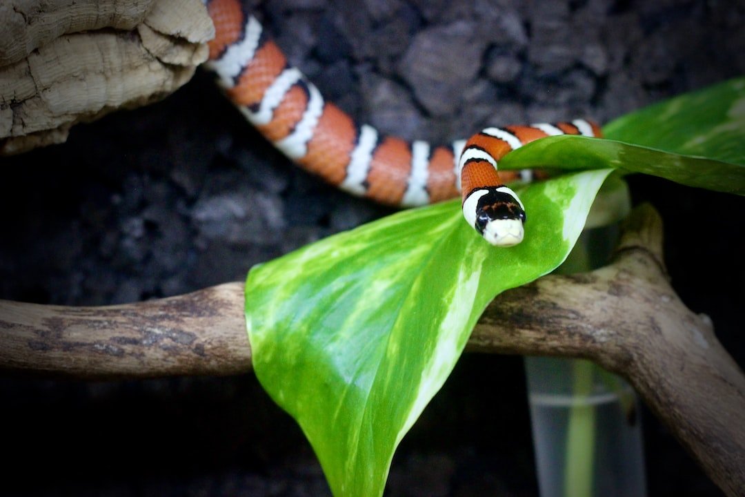 Sonhar Com Cobra No Quarto O Que Isso Significa 7979