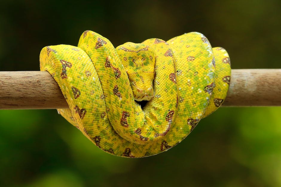 Desvendando O Significado De Sonhar Com Cobra No Telhado 7955