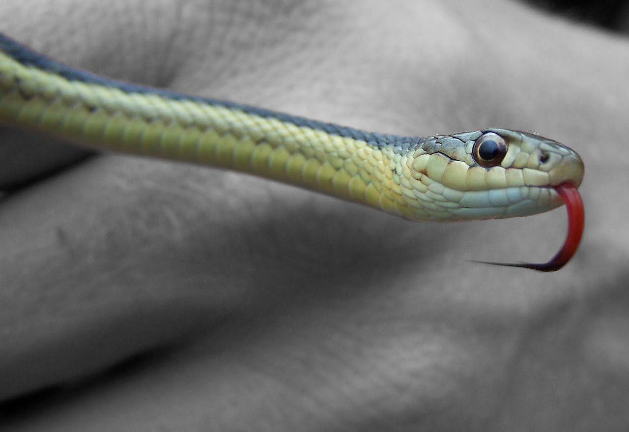 Descubra O Significado De Sonhar Com Cobra No Teto 2404