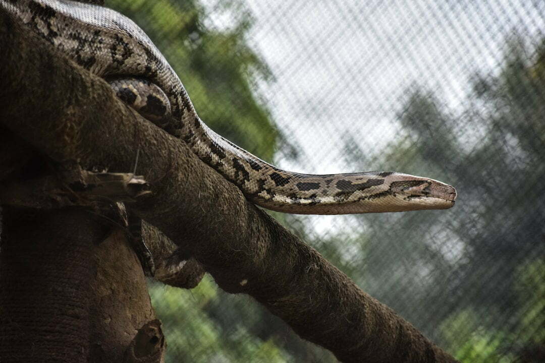 Descubra O Significado De Sonhar Fugindo De Cobra 1705